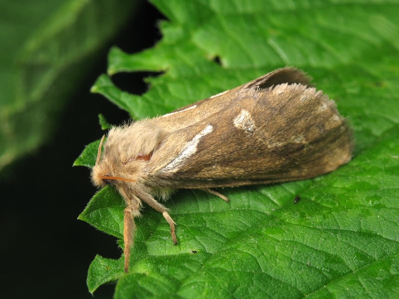 Korscheltellus lupulina (Linnaeus, 1758)